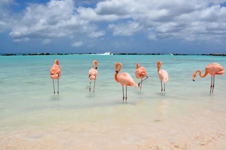 Flamingos na praia