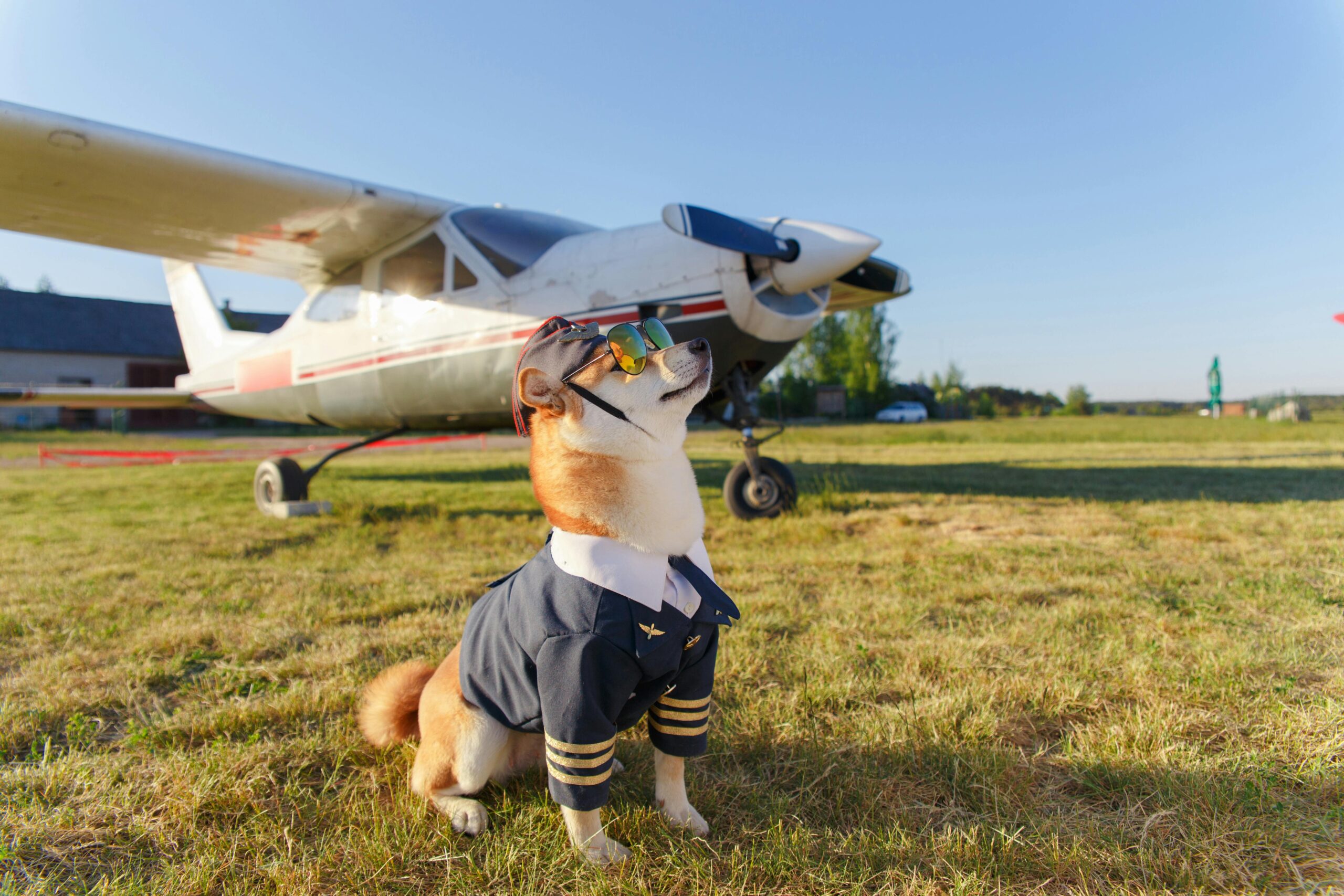 Cachorro ao lado de um avião