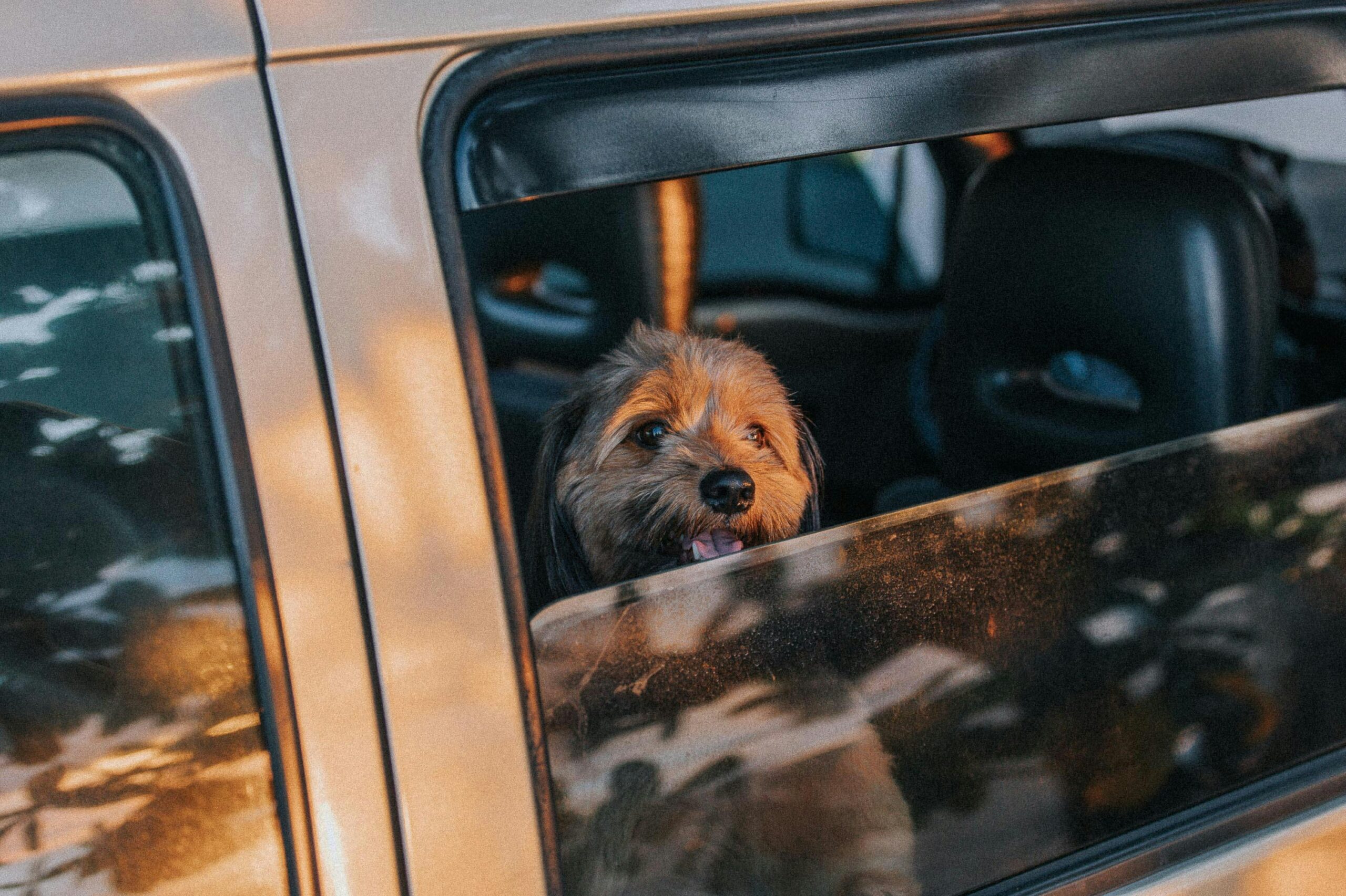 Cachorro na janela do carro