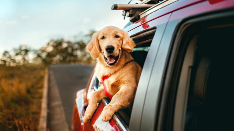 Dicas essenciais para viajar com seu cachorro na Semana Santa